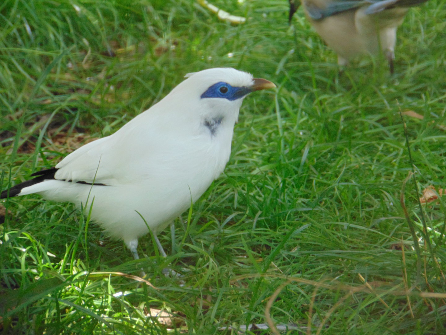 Bali Myna
