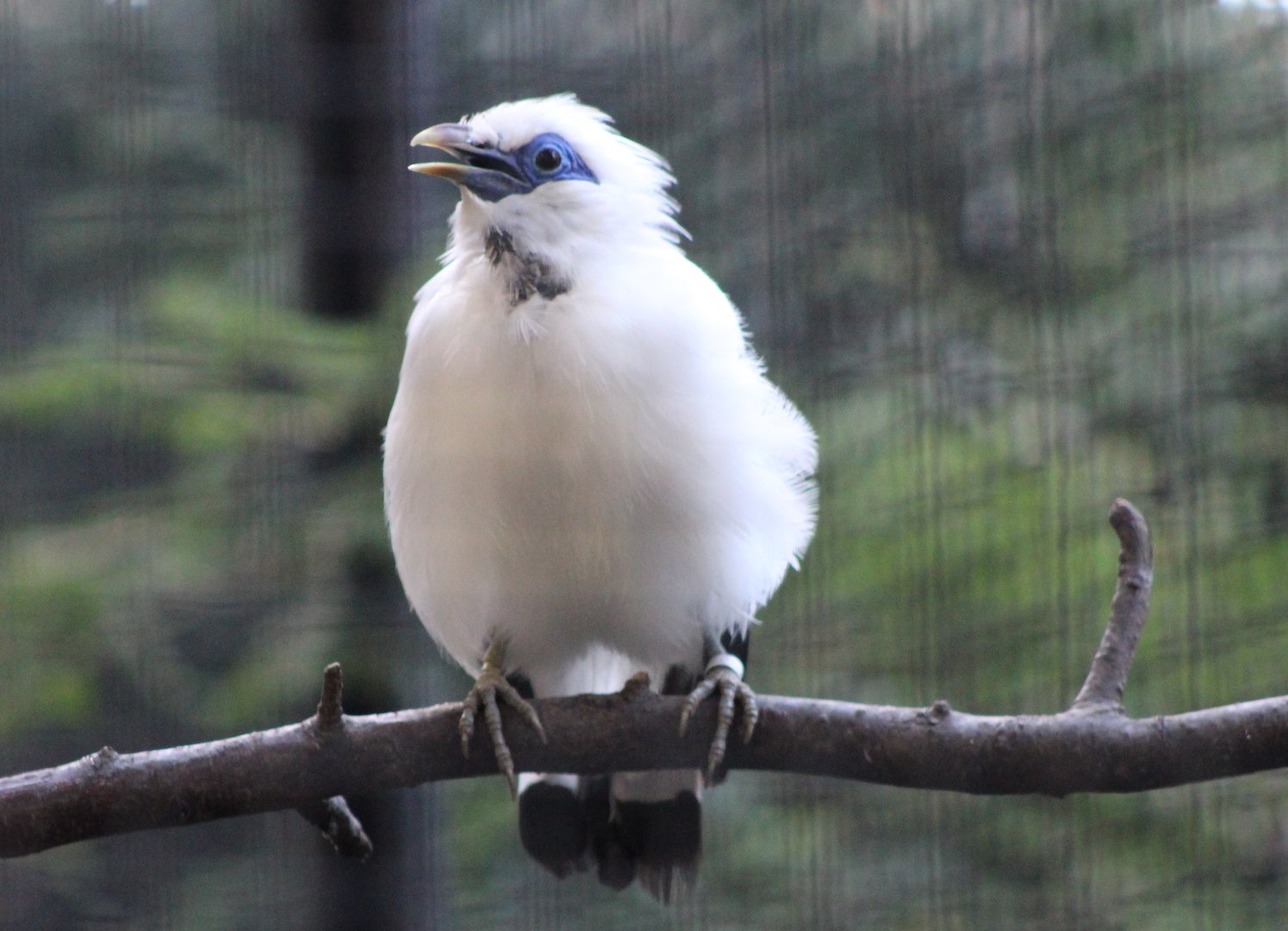 Bali myna