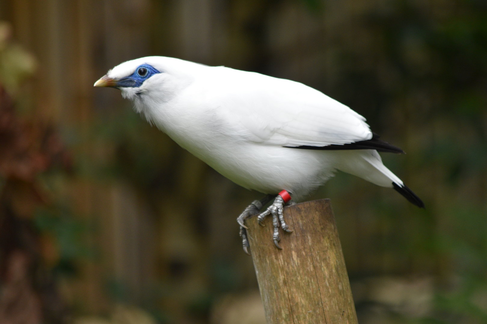 Bali Myna