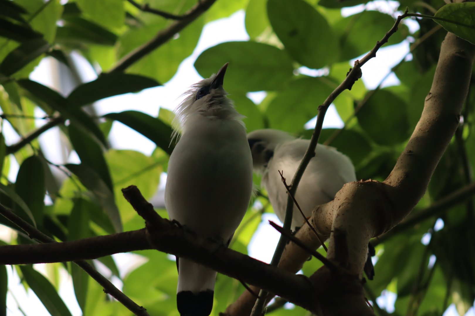 Bali Myna