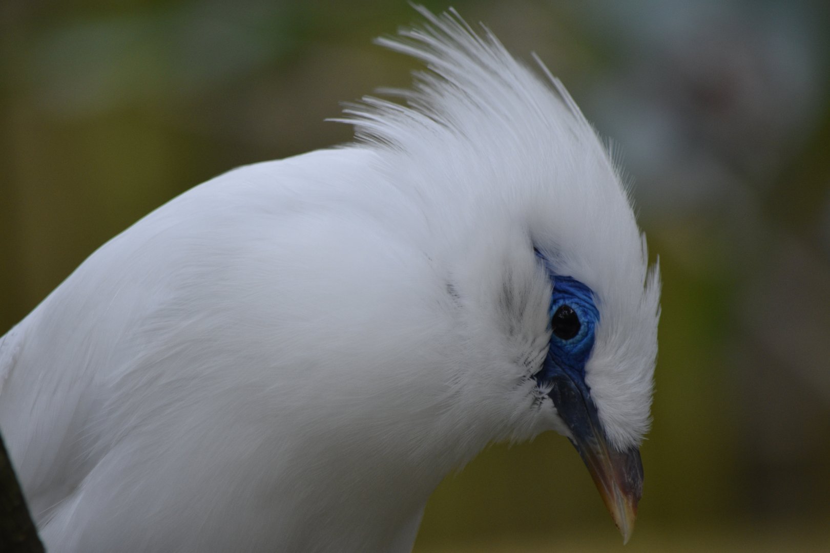 Bali myna