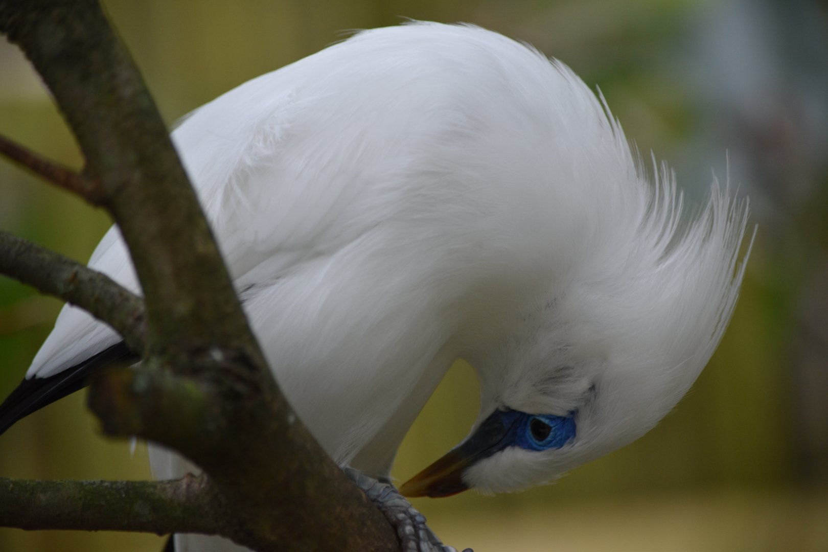 Bali myna