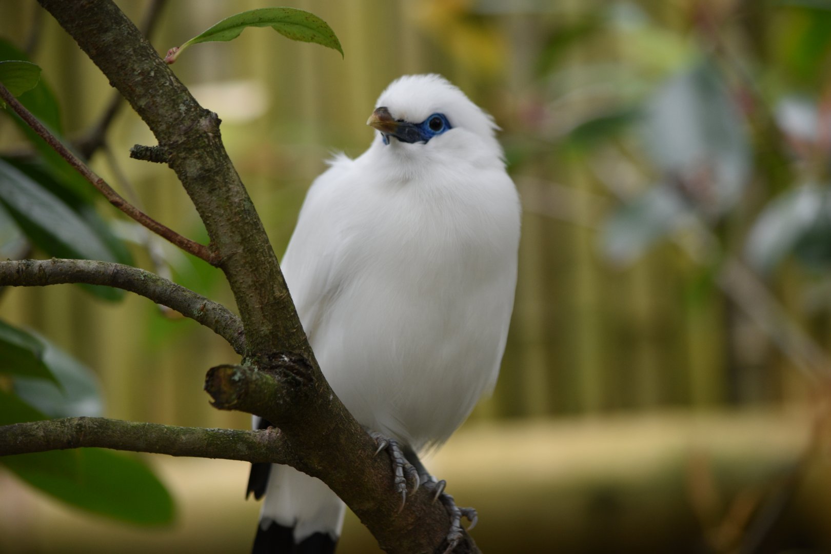 Bali myna