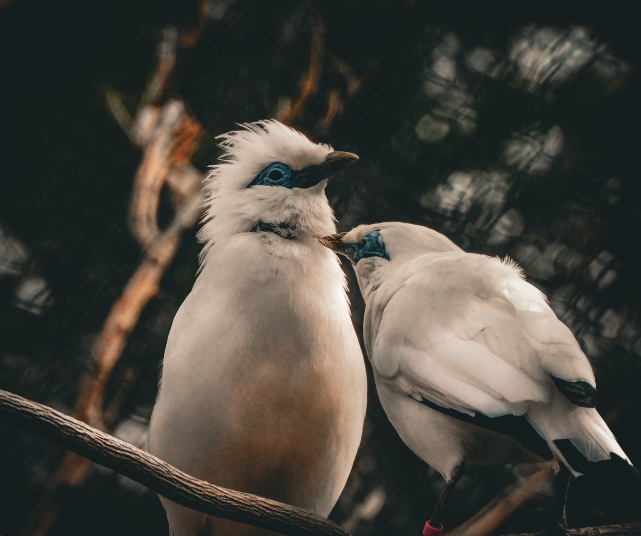 Bali Myna