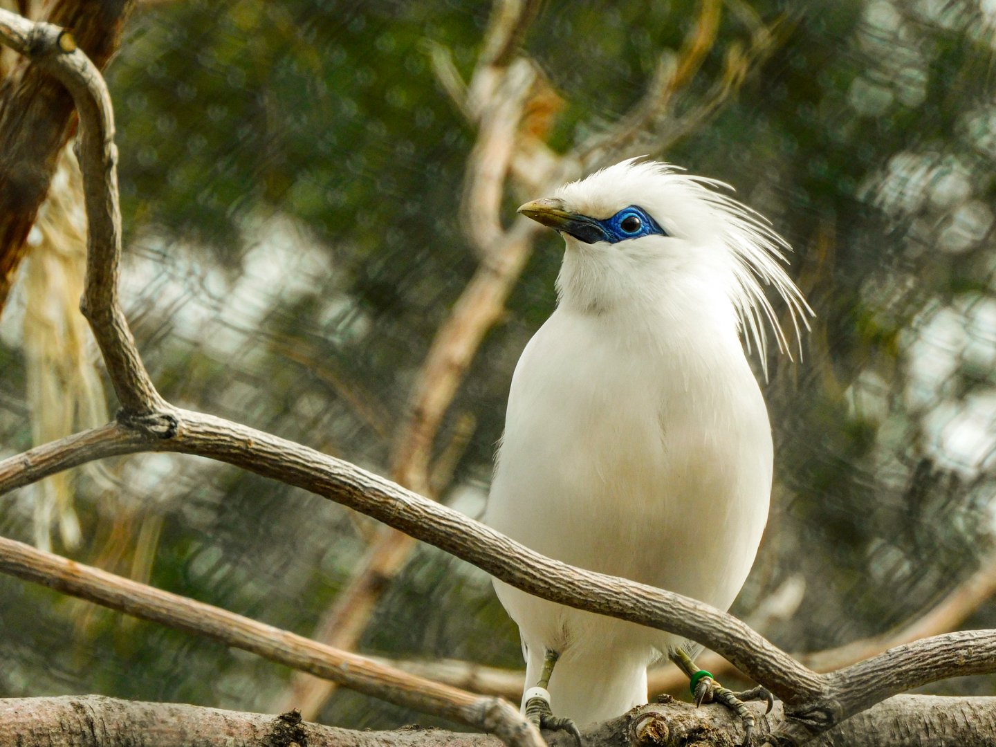Bali Myna