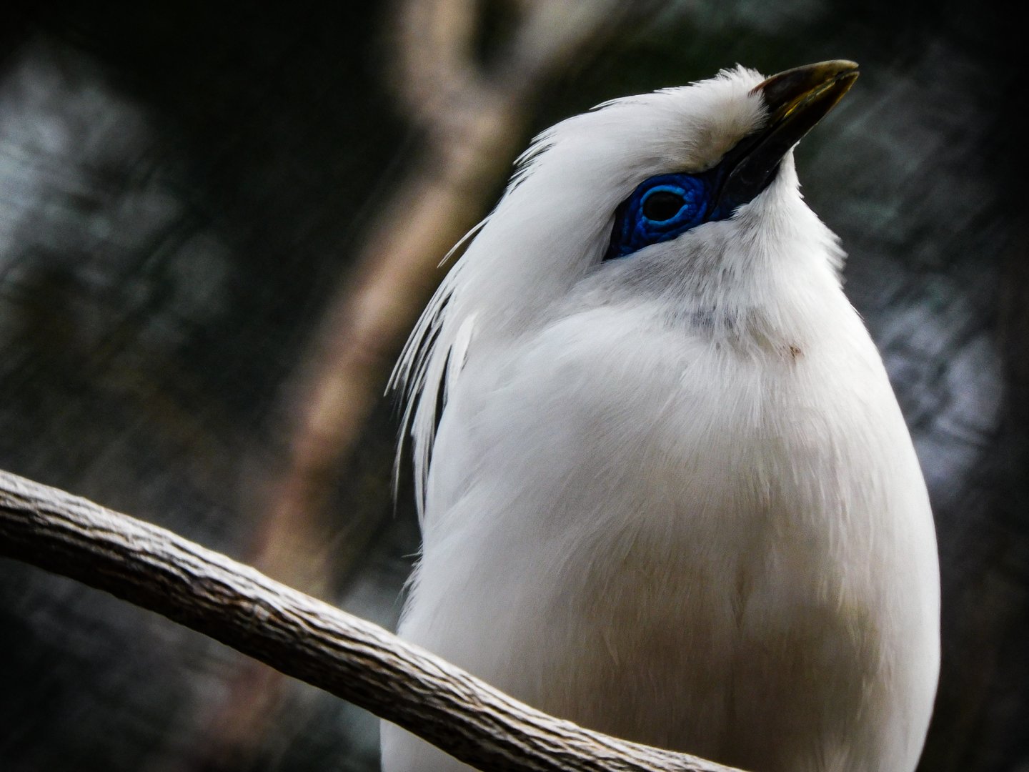 Bali Myna
