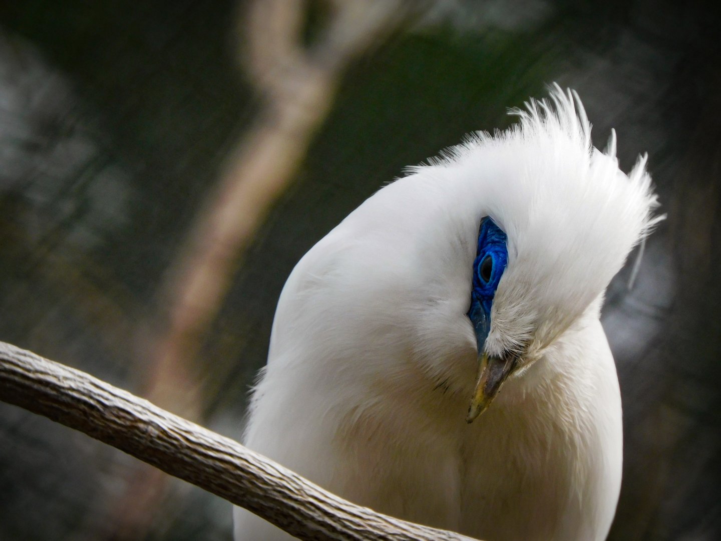 Bali Myna