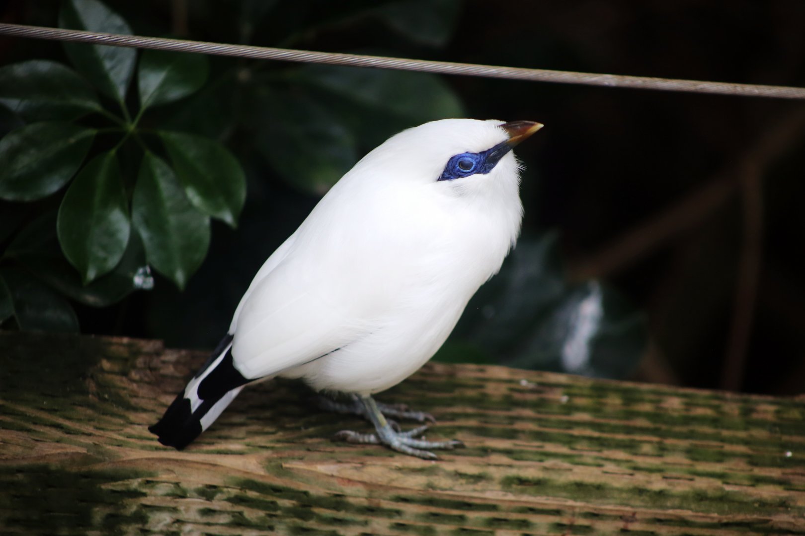 Bali Myna