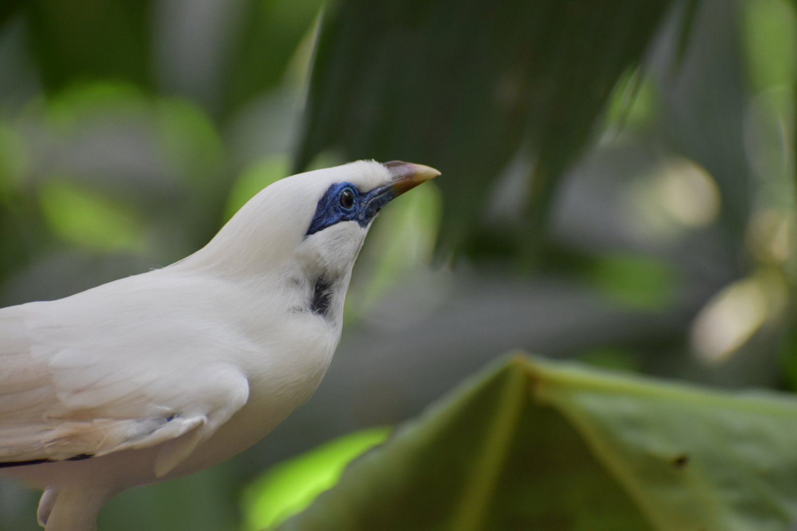 Bali Myna