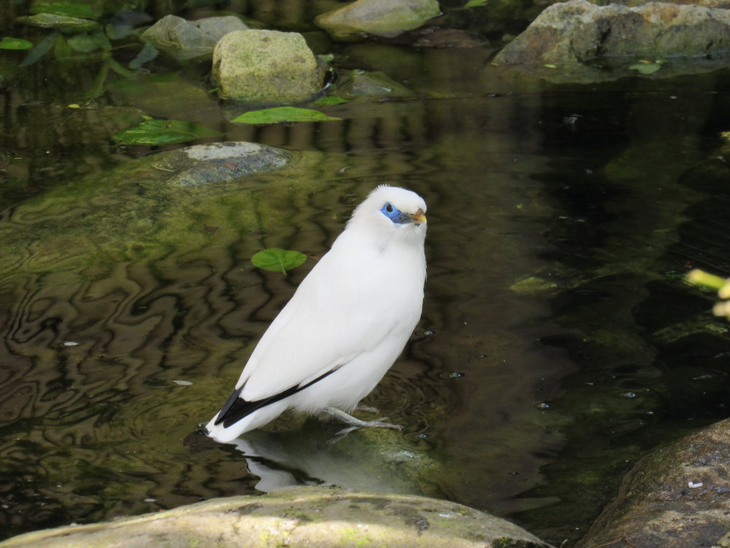 Bali myna