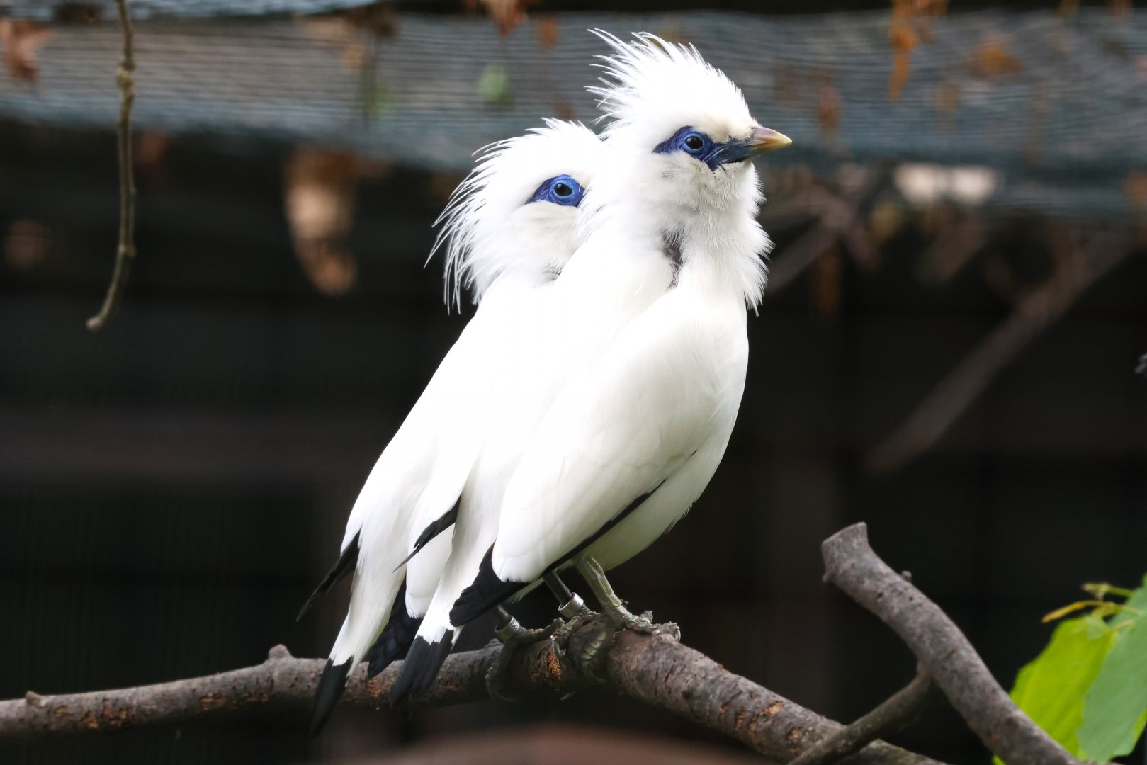 Bali myna