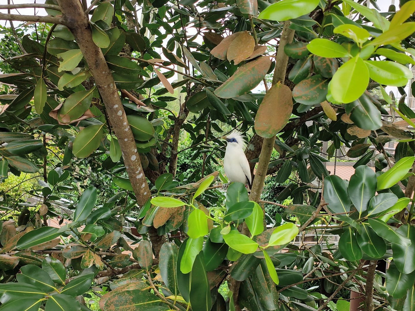 Bali Myna