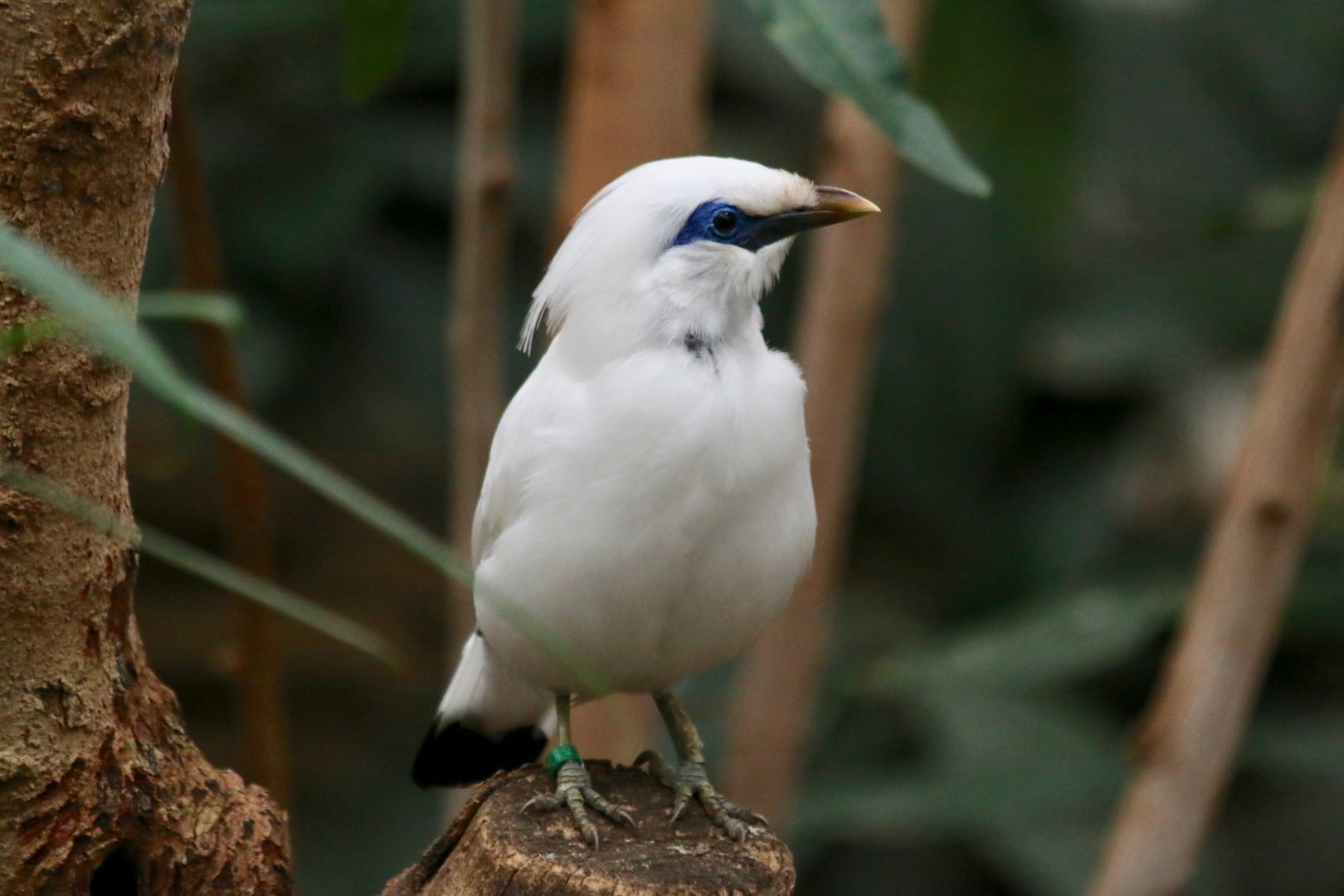 Bali Myna