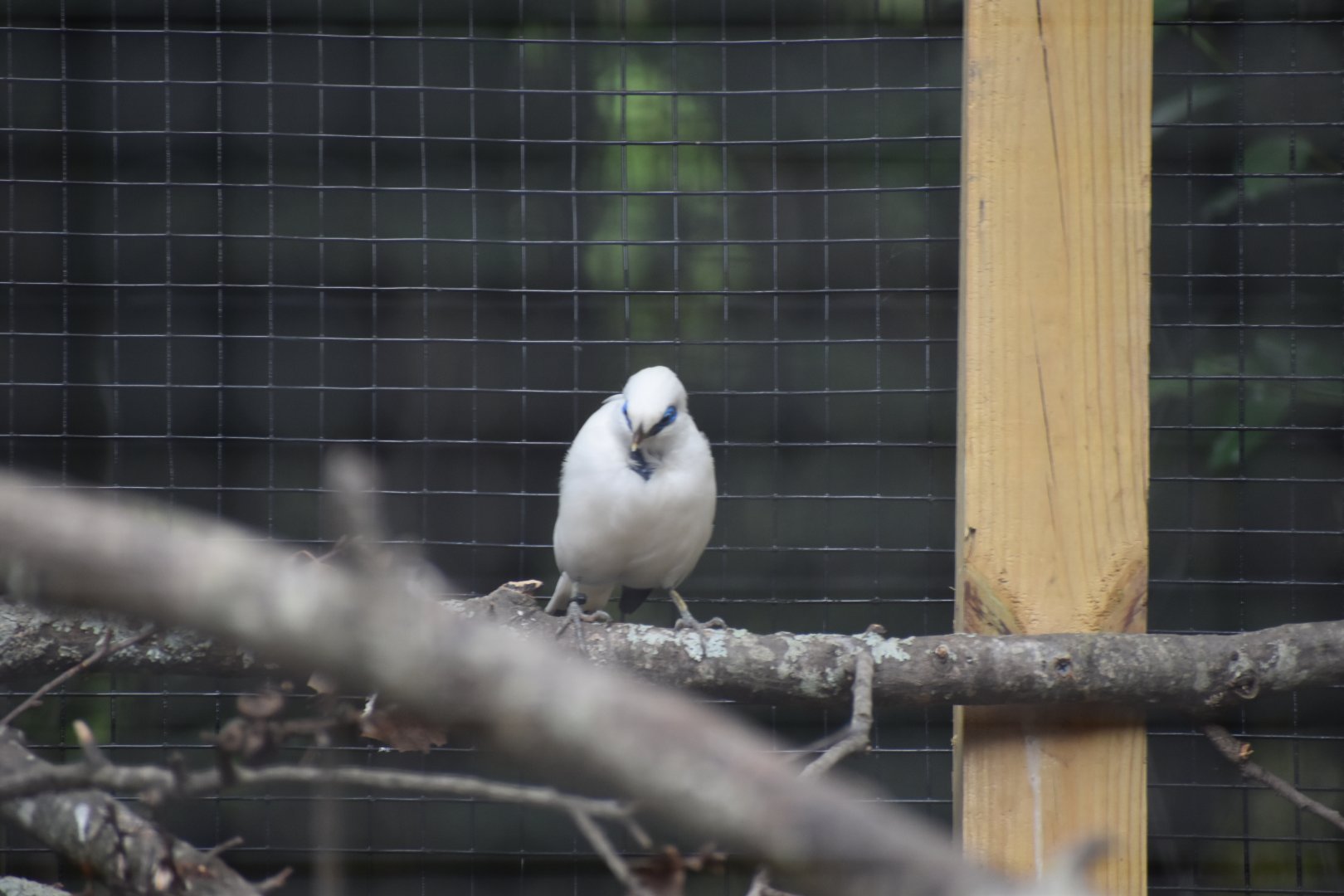 Bali Myna