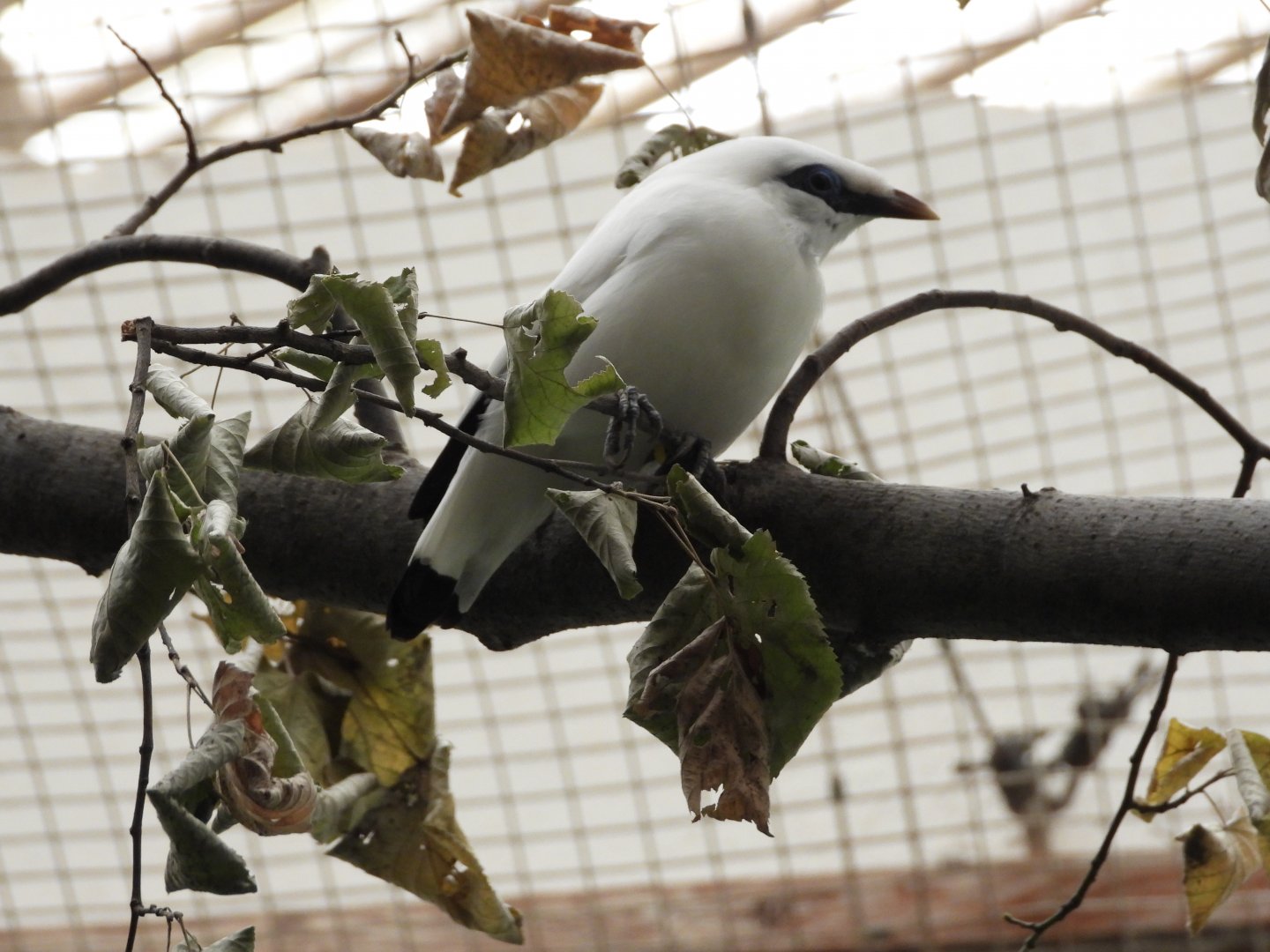 Bali myna