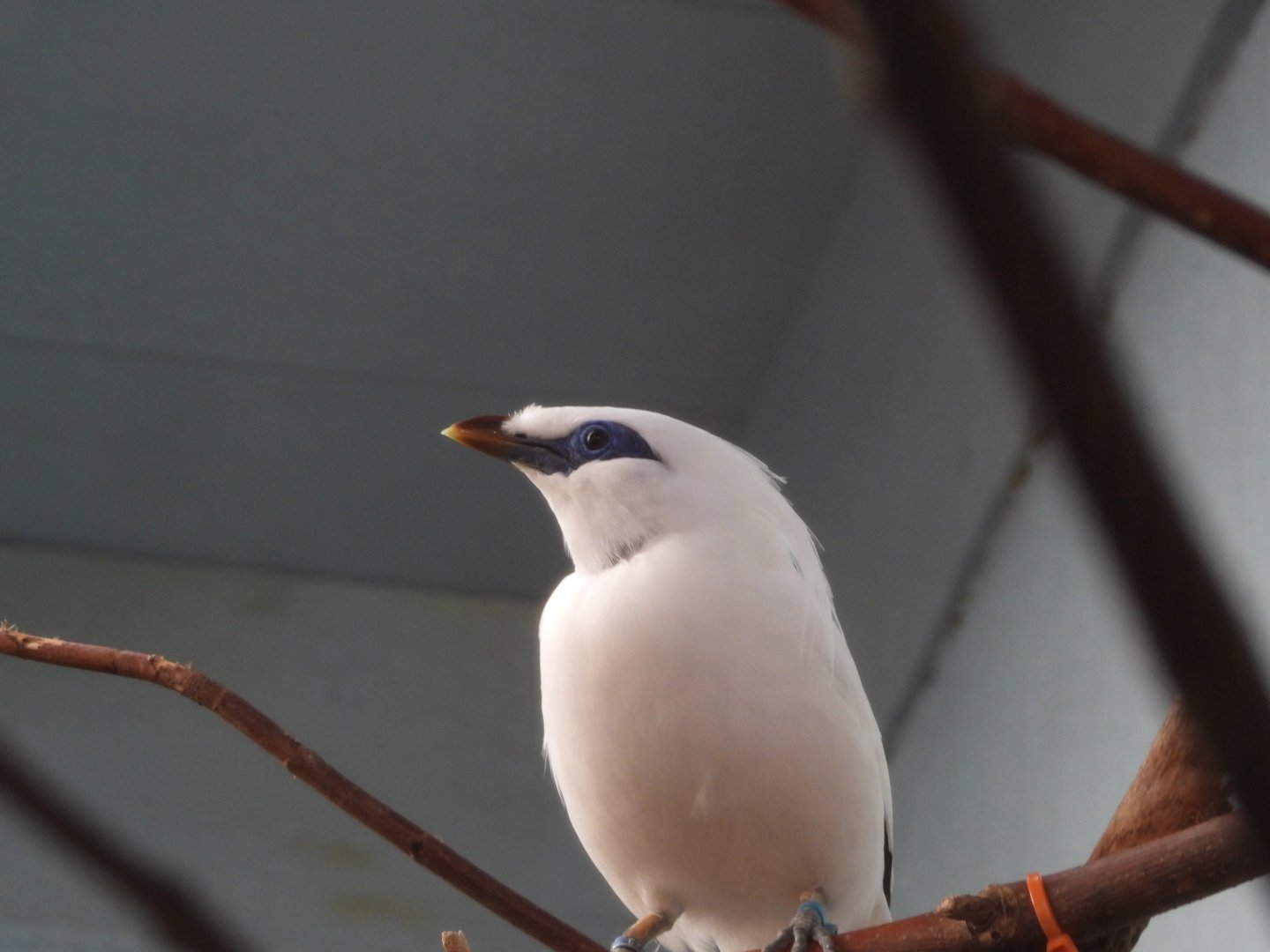 Bali myna