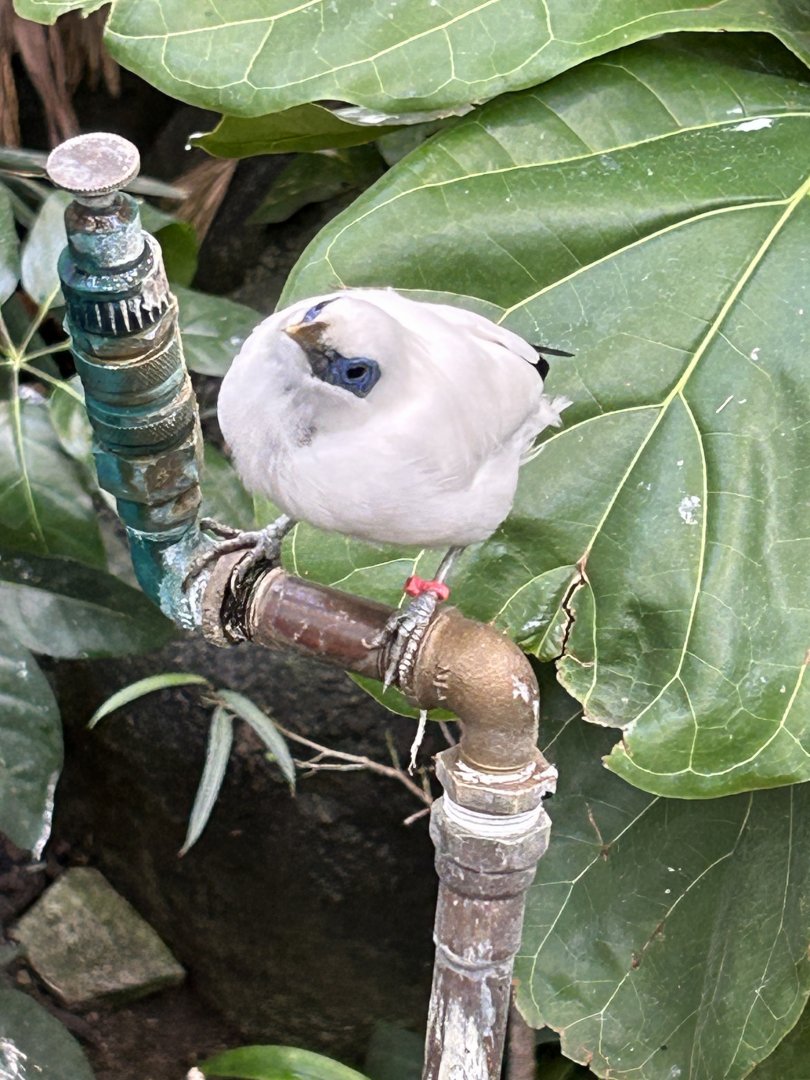 Bali Myna