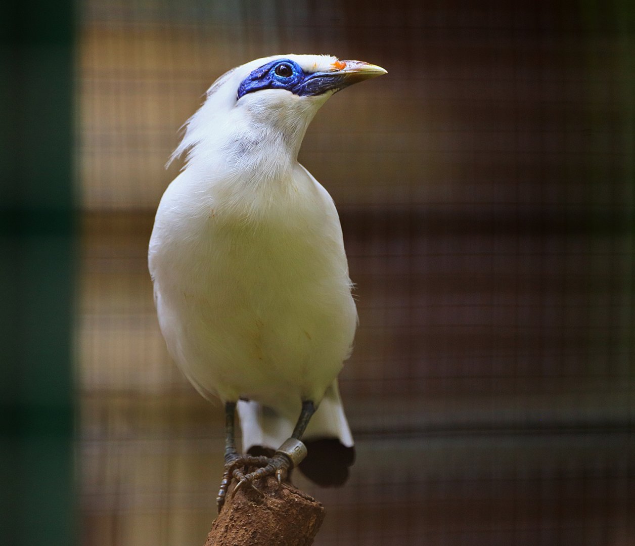 Bali myna