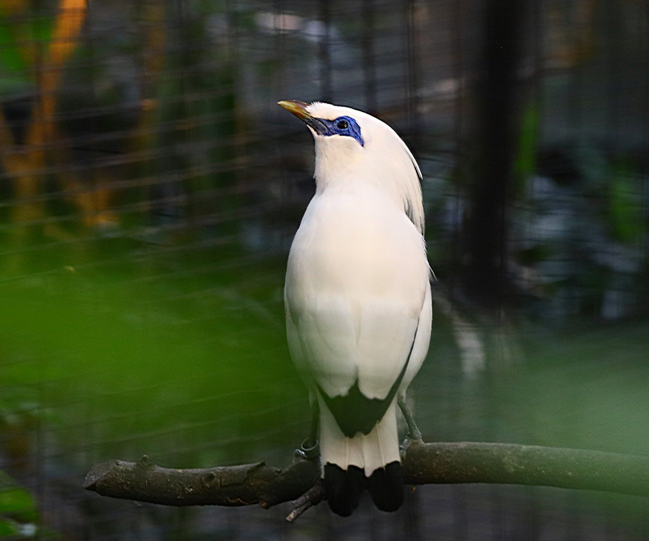Bali myna