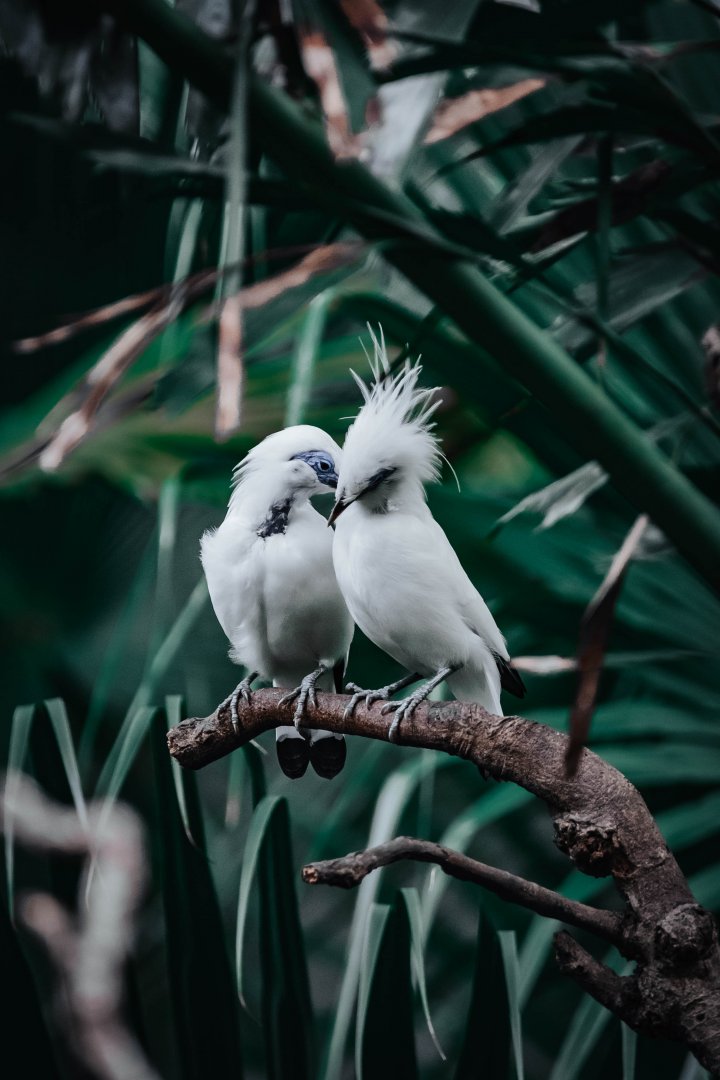 Bali Myna