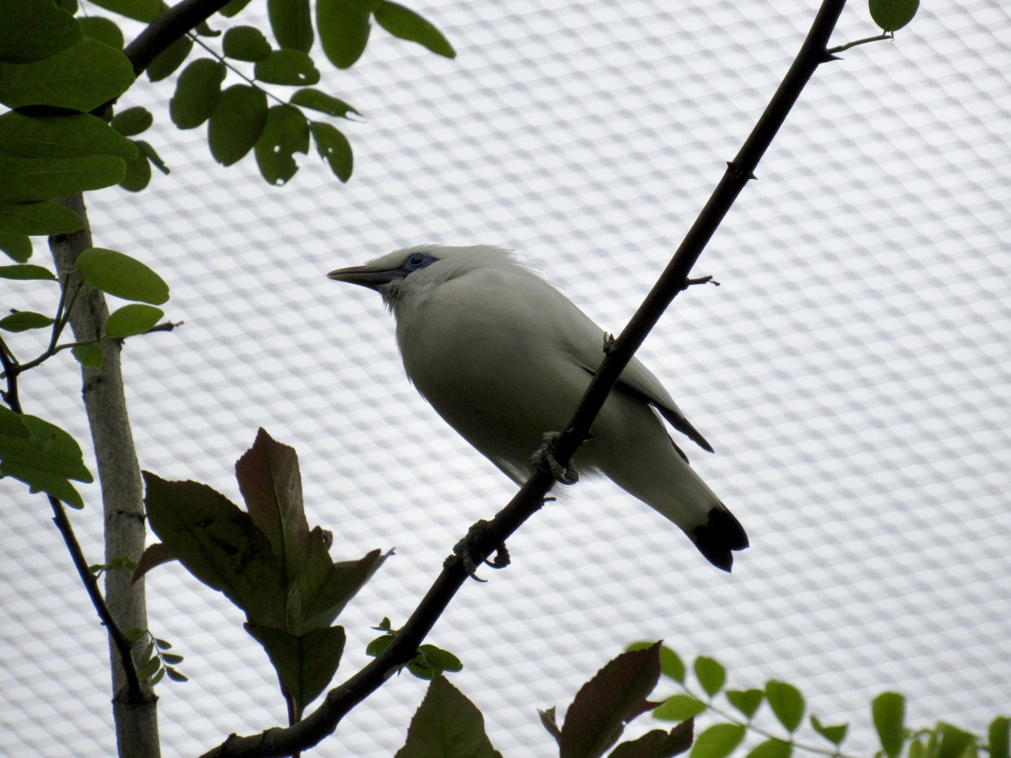 Bali myna