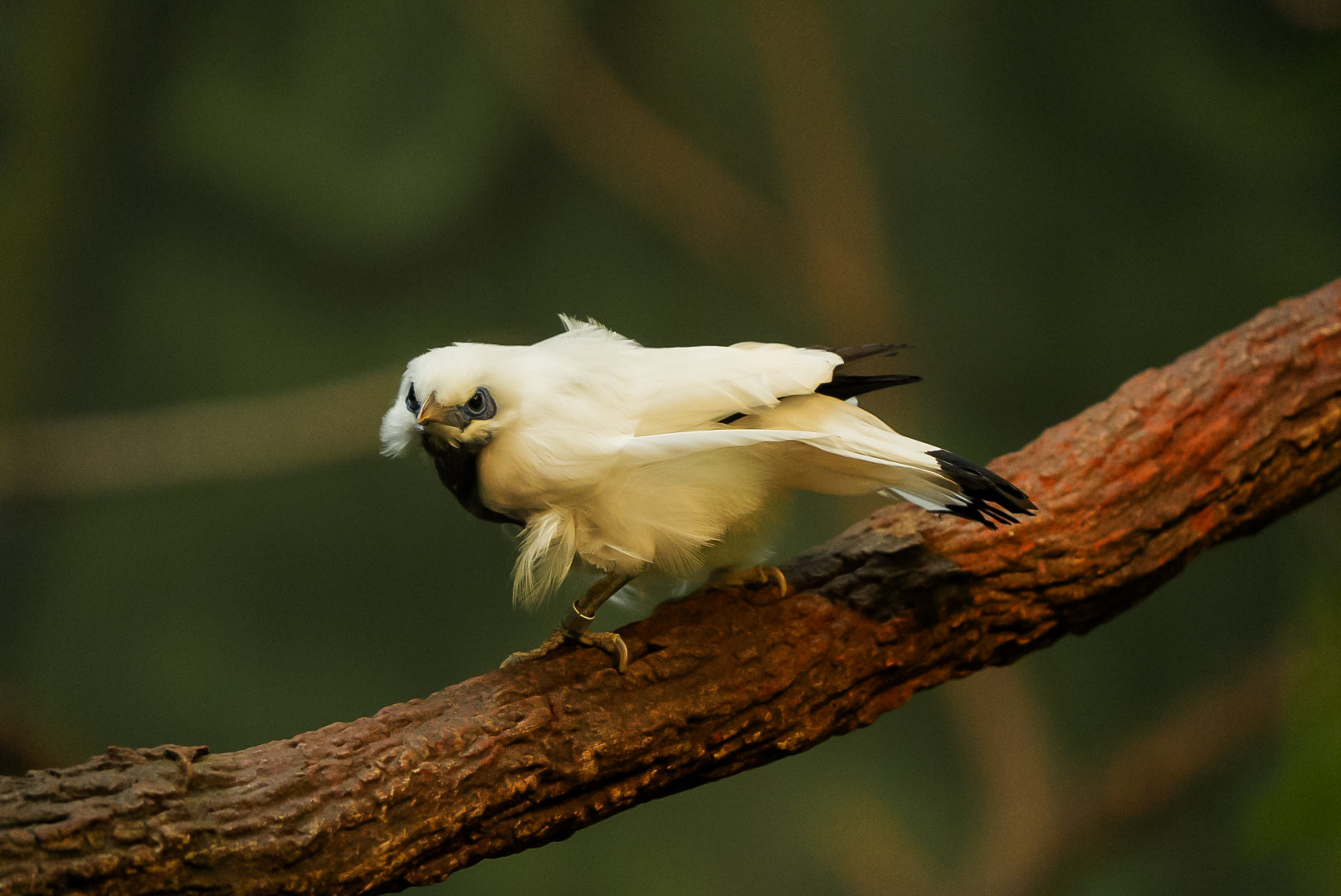 Bali Myna