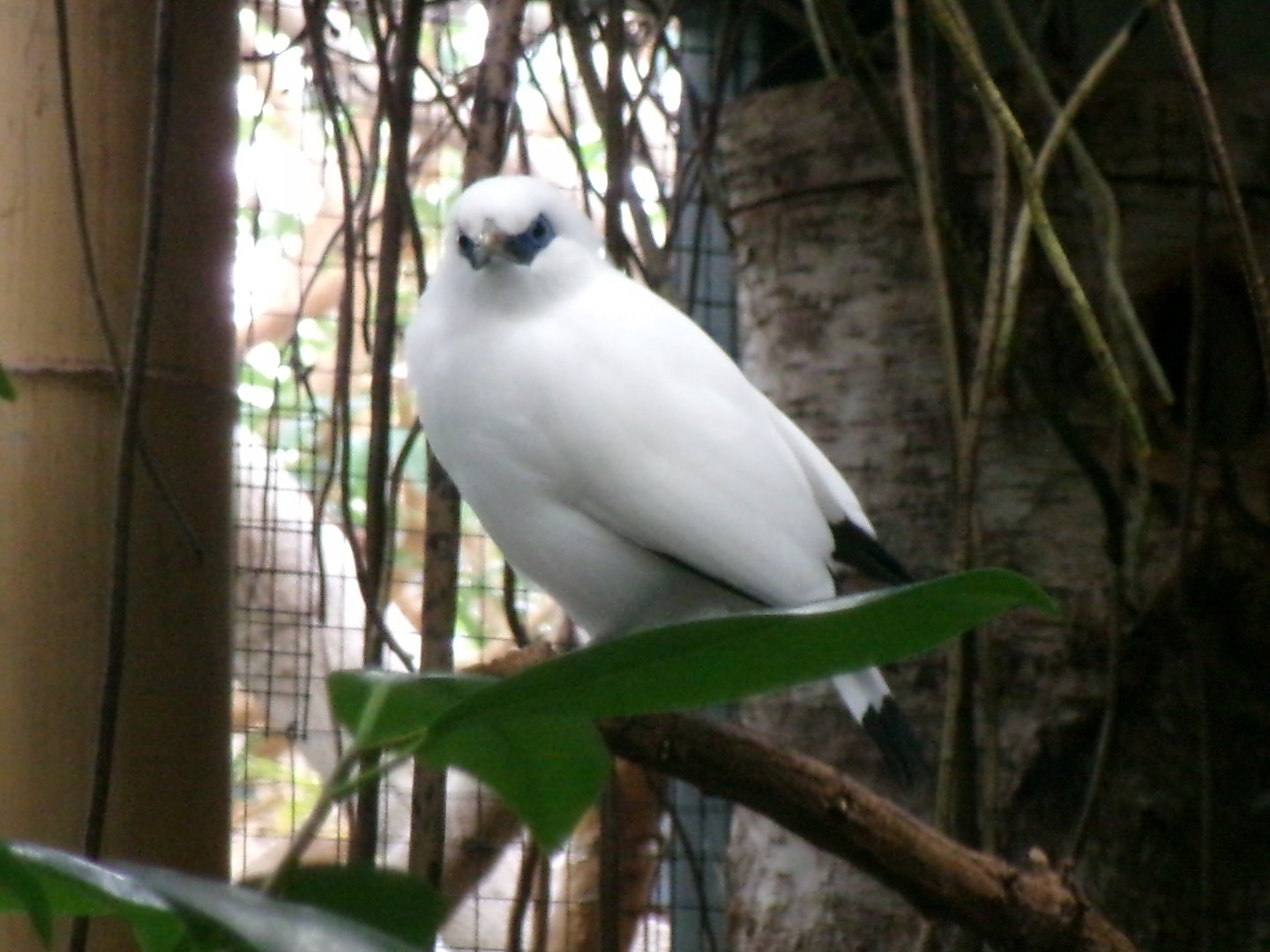 Bali myna