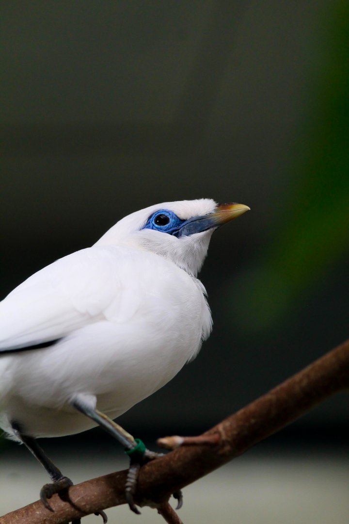 Bali Mynah- 11th July 2025