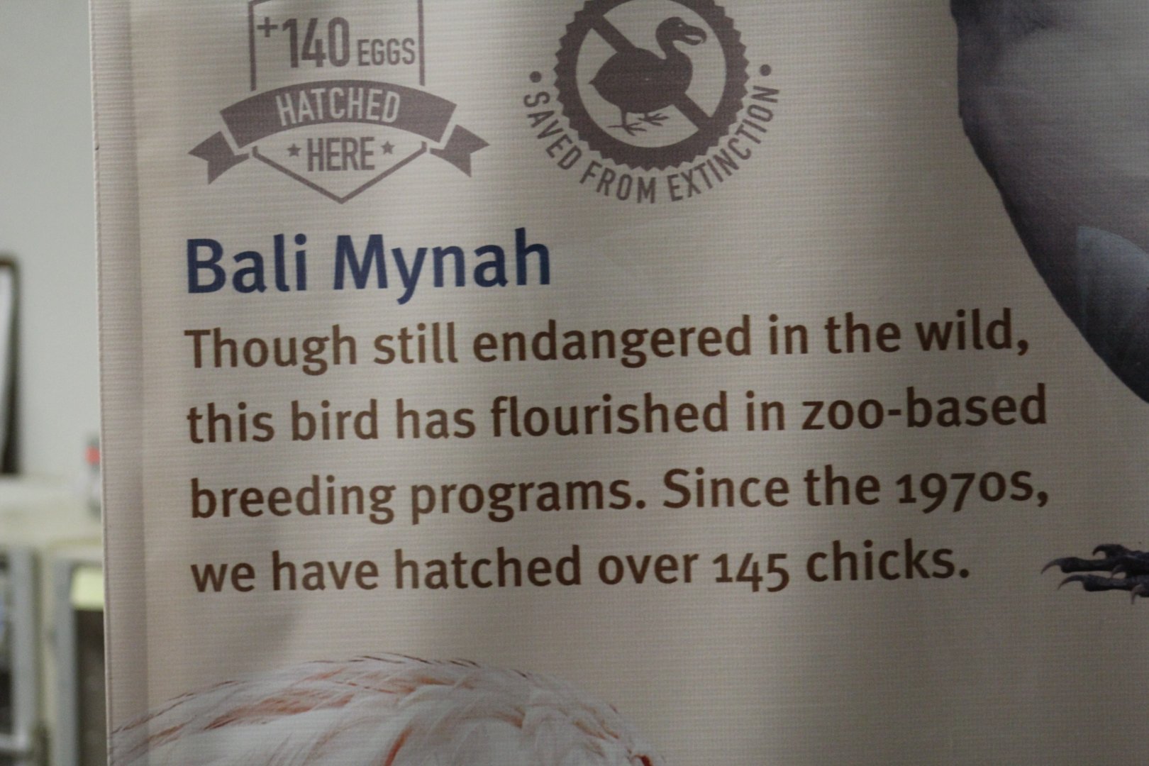 Bali Mynah Achievements