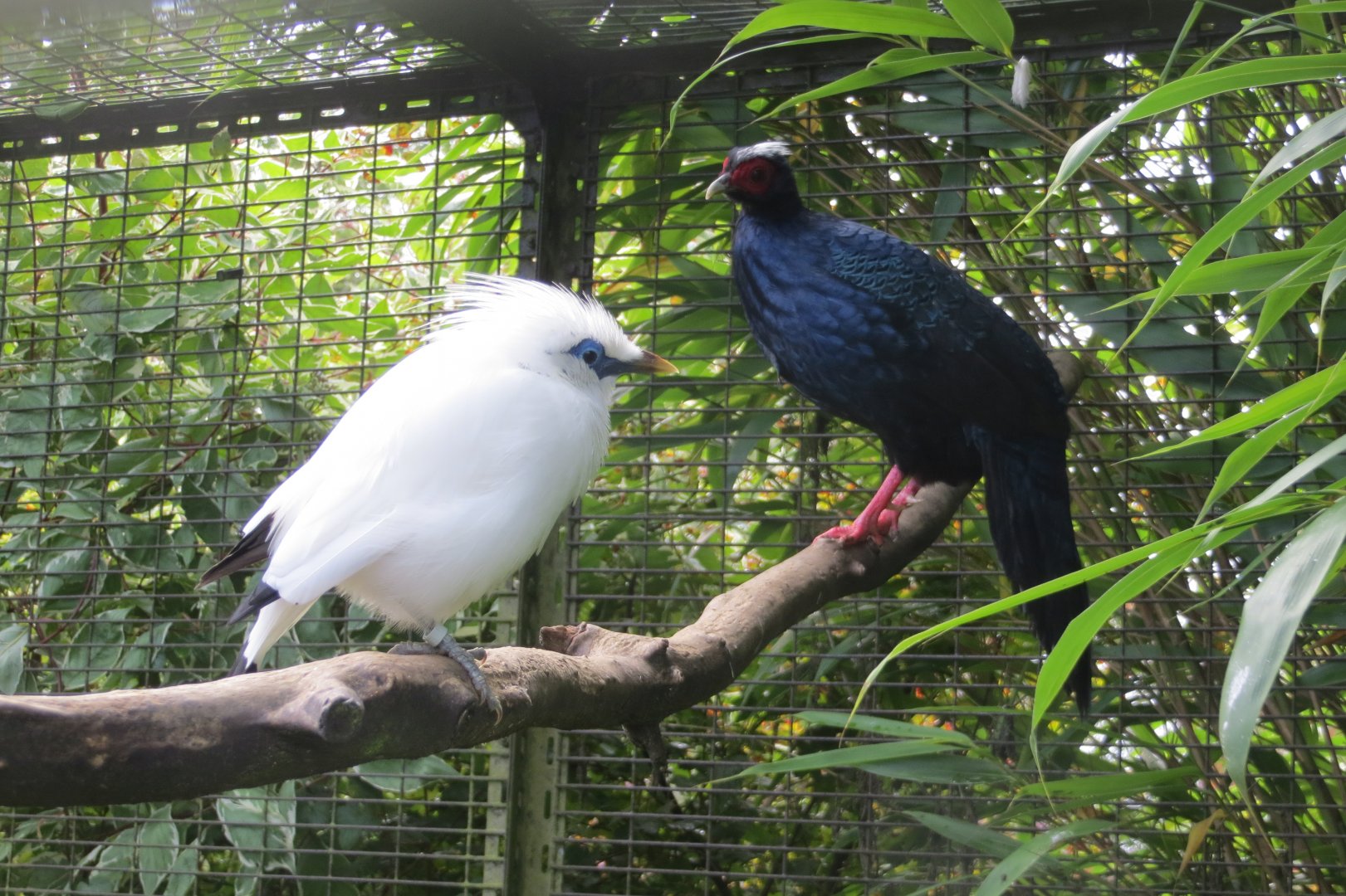 Bali mynah and Edwards' pheasant 081019
