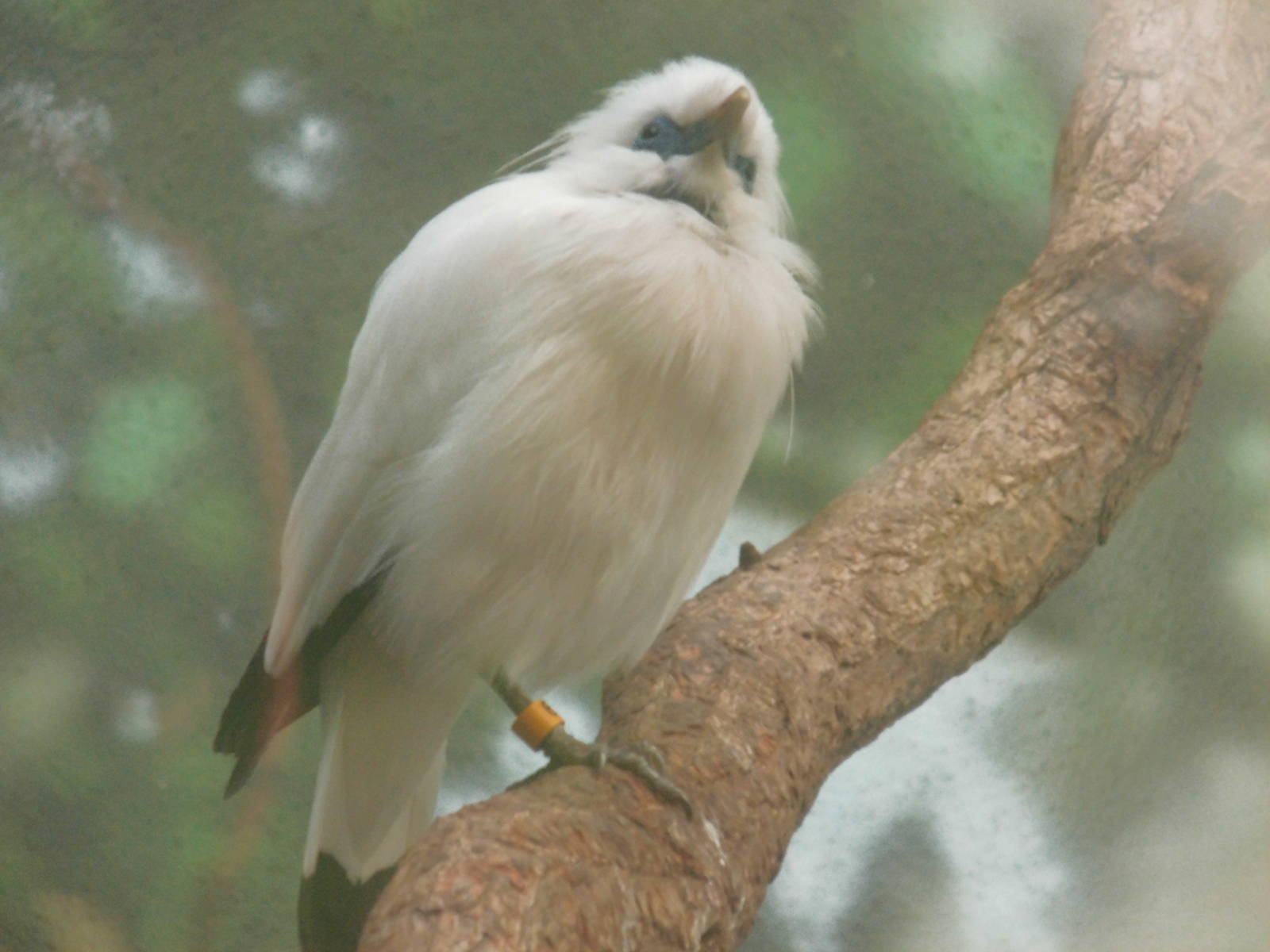 Bali mynah at Bronx zoo 2014-12-27
