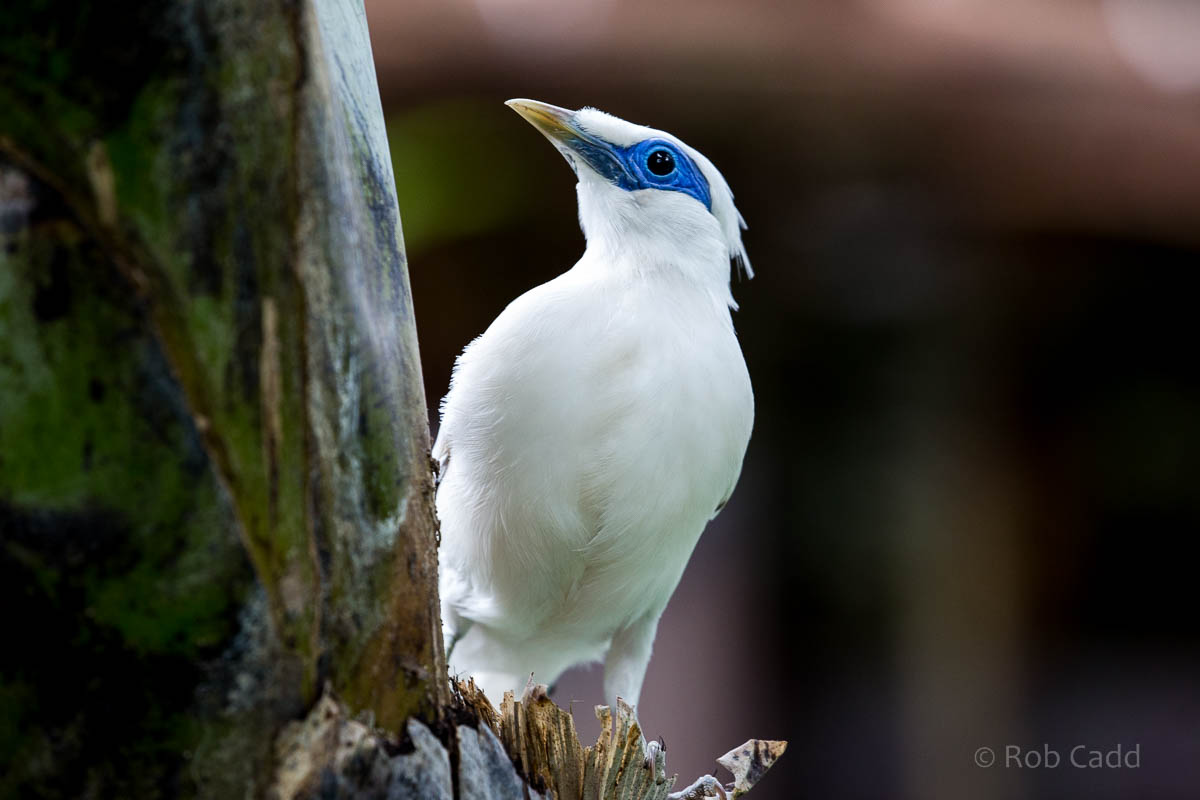 Bali mynah : Cotswold WP : 12 Apr 2015