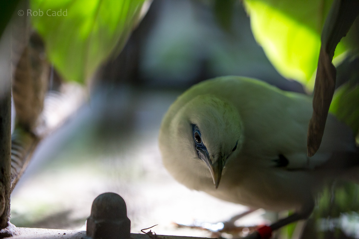 Bali mynah : Cotswold WP : 19 Jul 2015