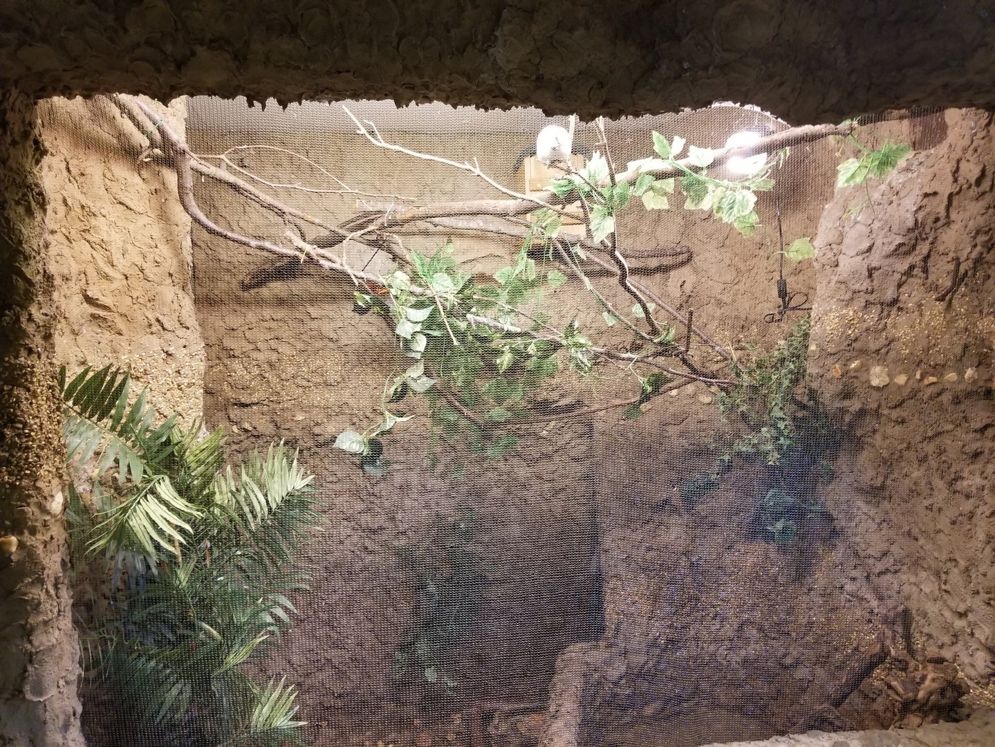 Bali Mynah Exhibit