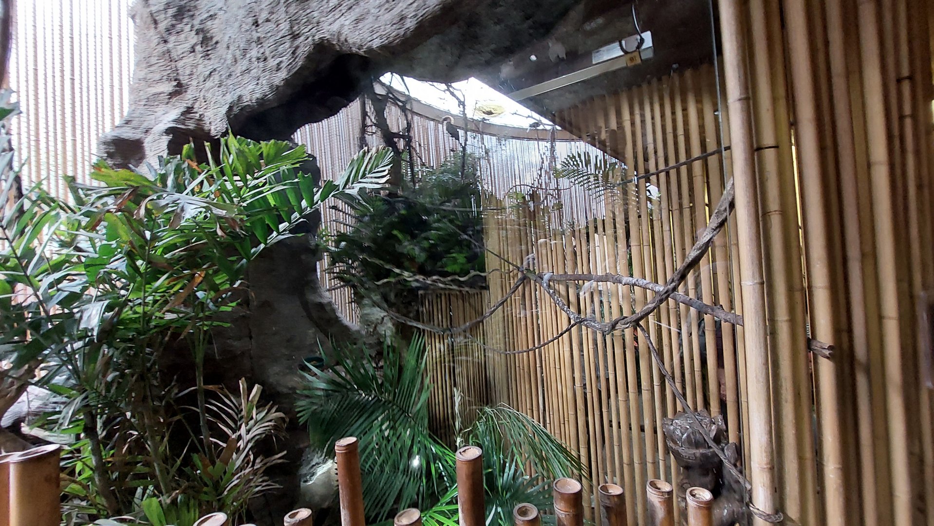 Bali Mynah Exhibit