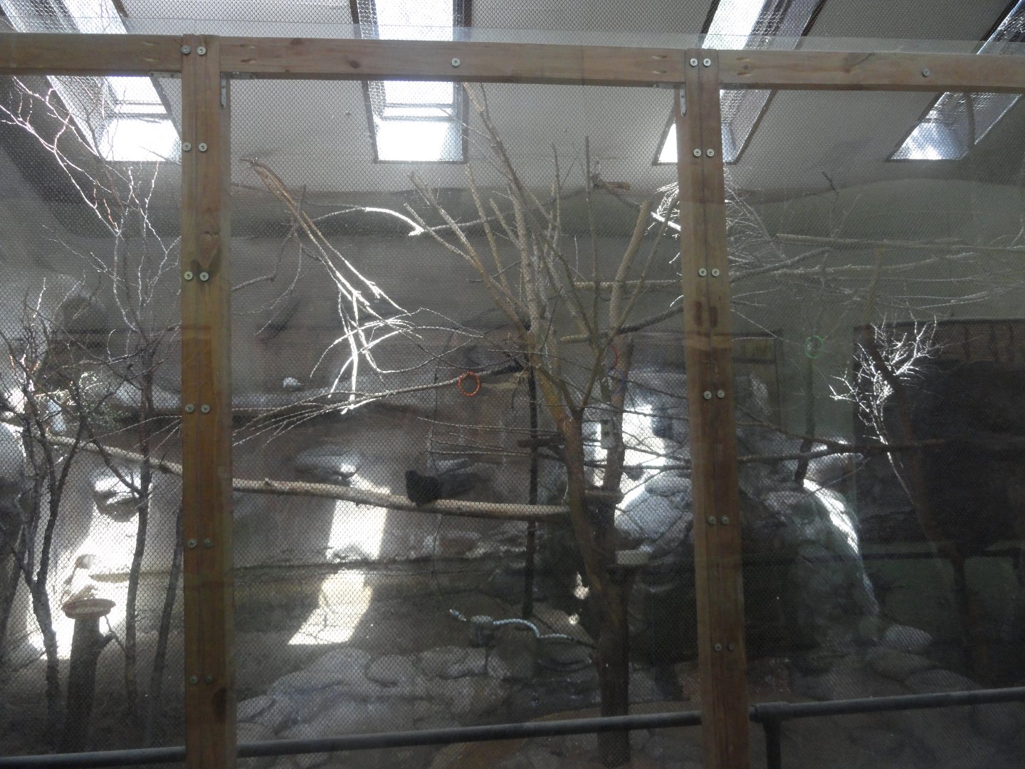 Bali Mynah, Goeldi's Monkey Exhibit