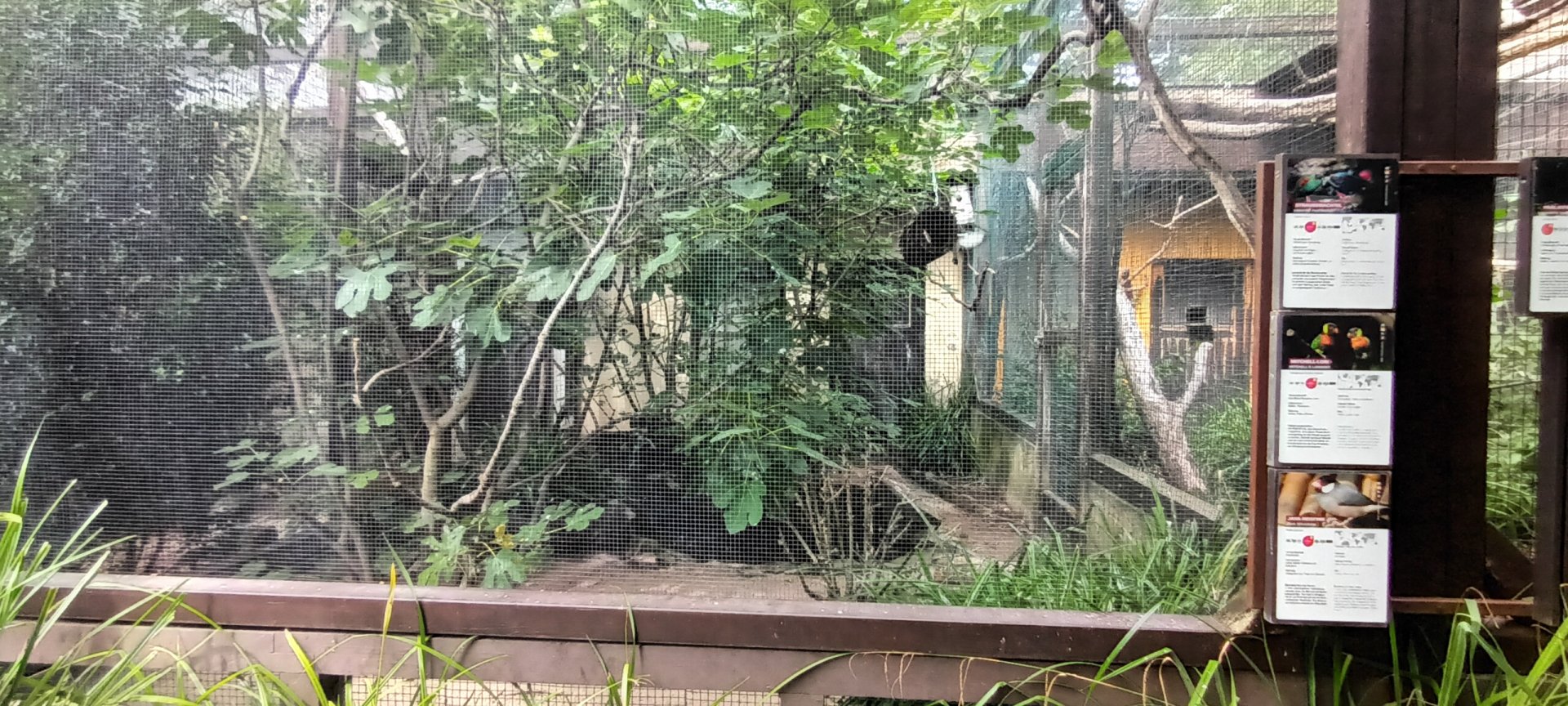Bali Mynah, Java Sparrow, Mitchells Lorikeet and Crested Partridge Aviary