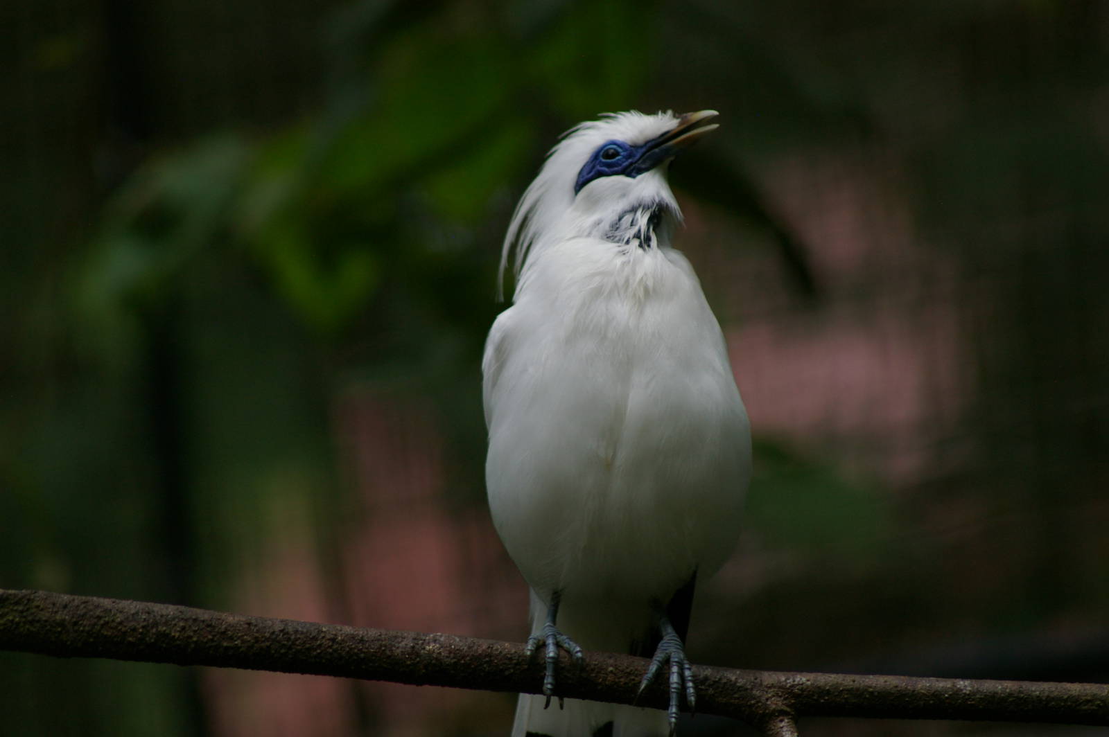 Bali mynah  (Leucopsar rothschildi)