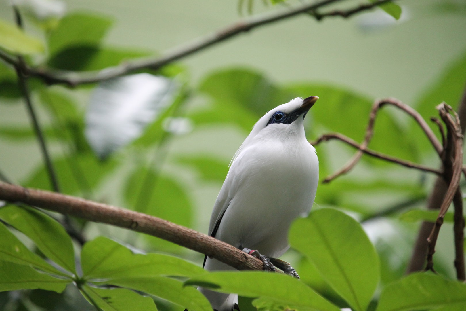 Bali Mynah (Leucopsar rothschildi)