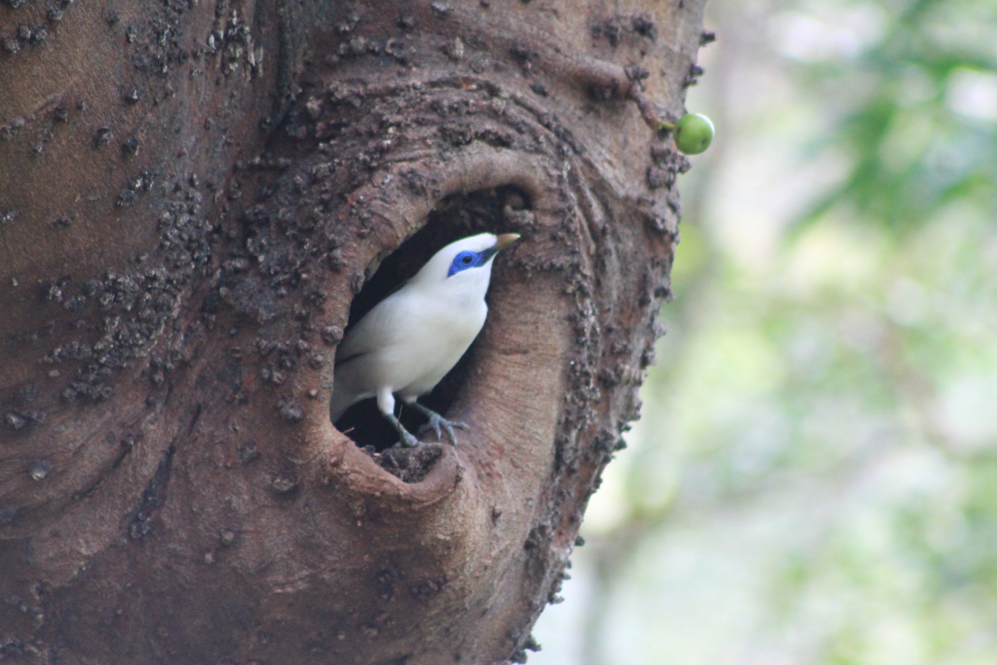 Bali Mynah (Leucopsar rothschildi)