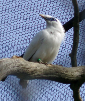 Bali Mynah (Leucopsar rothschildii)