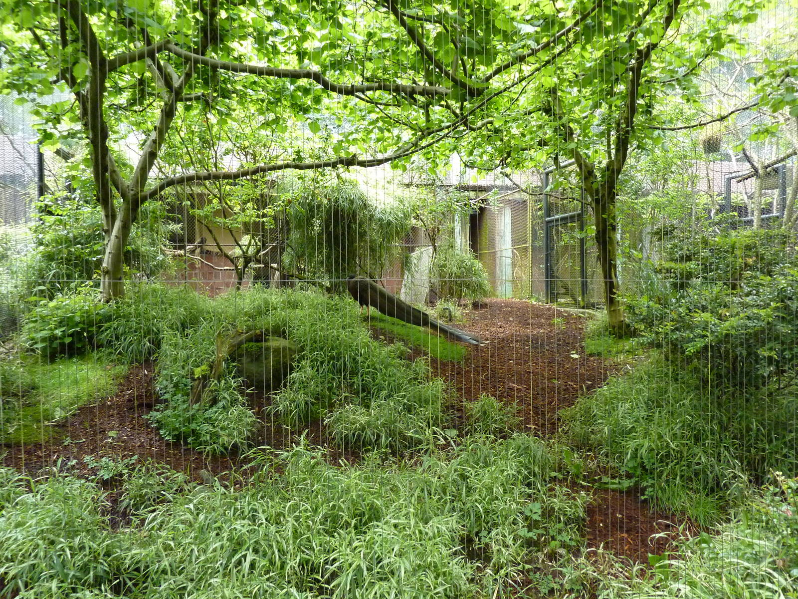 Bali Mynah/Malay Great Argus Exhibit