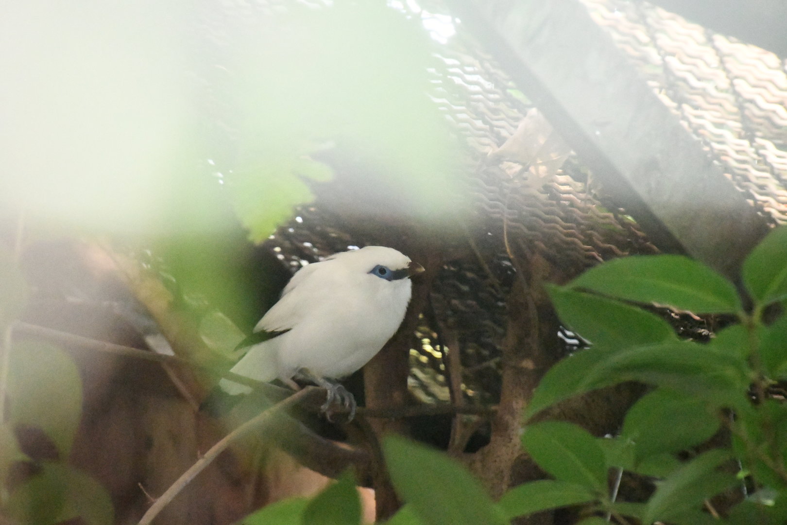 Bali Mynah (Zoo Lourosa)