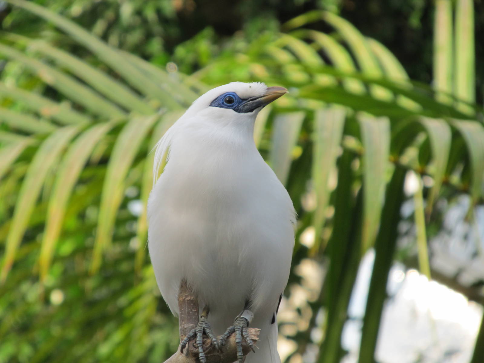 Bali Mynah