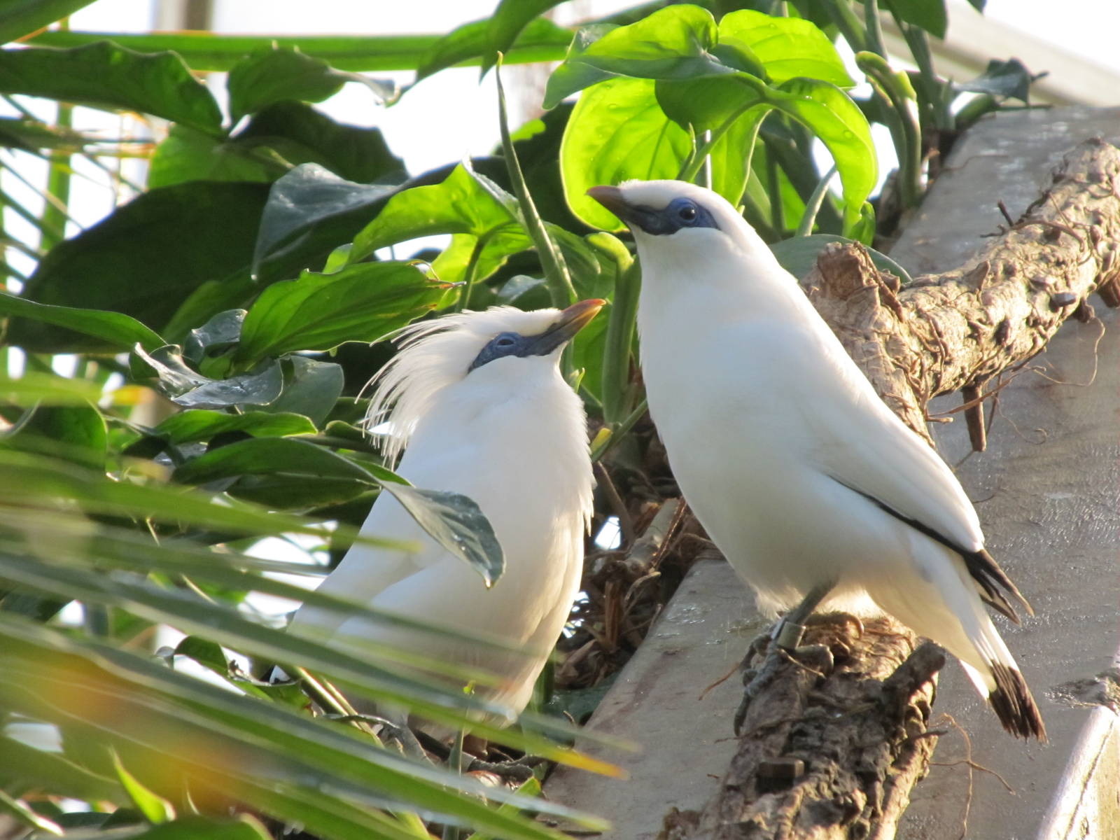 Bali Mynah