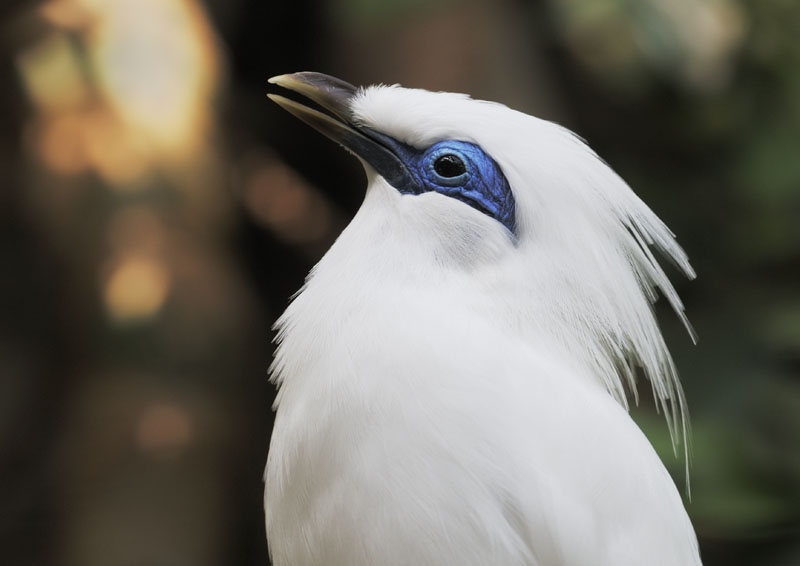 Bali mynah