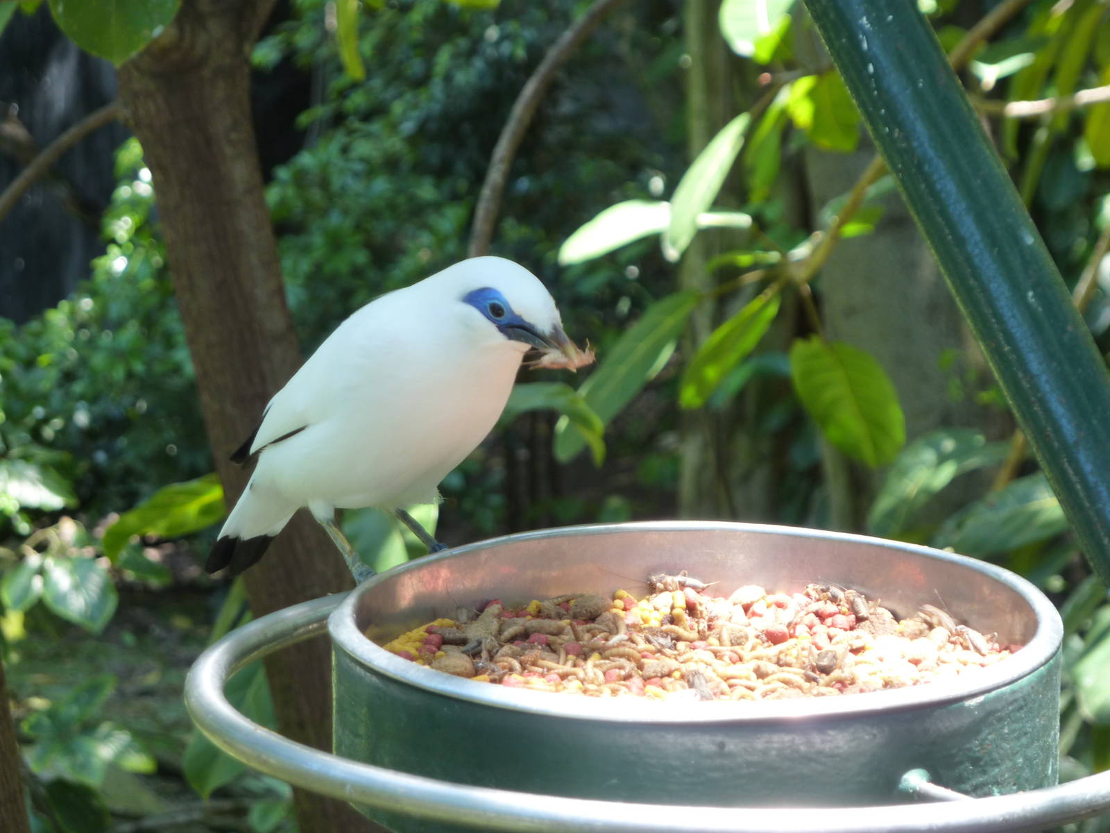 Bali Mynah