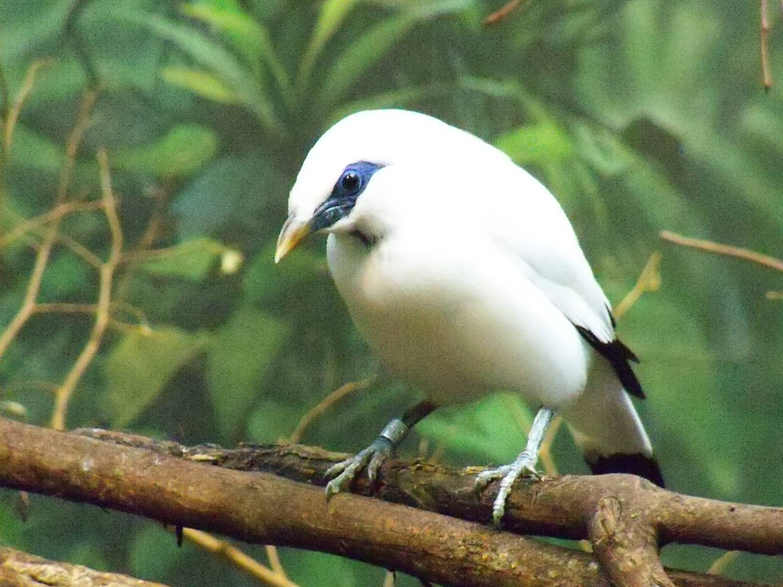Bali Mynah