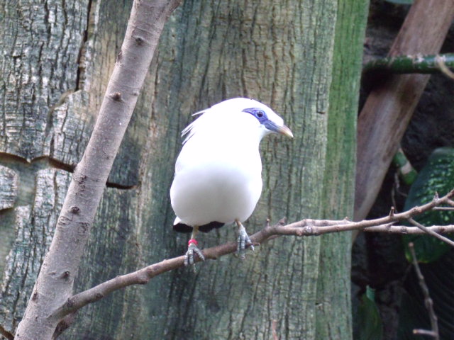 Bali Mynah