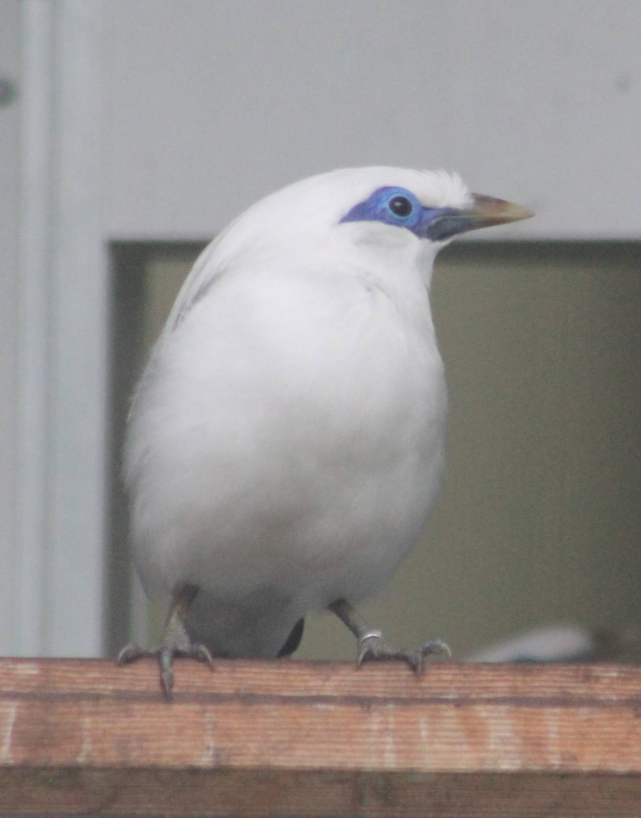 Bali mynah